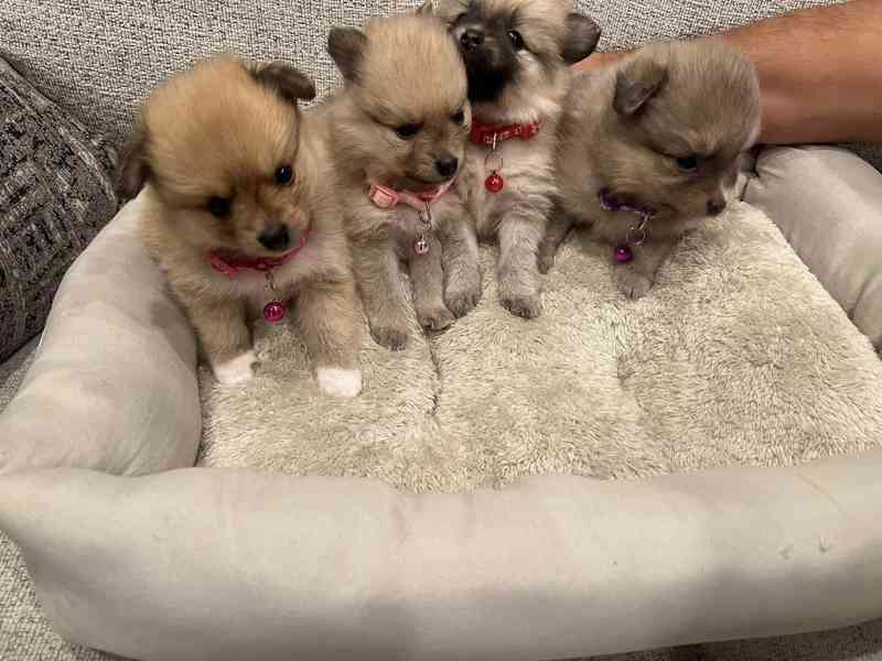 Prodáváme pomeraniana s PP - foto 4