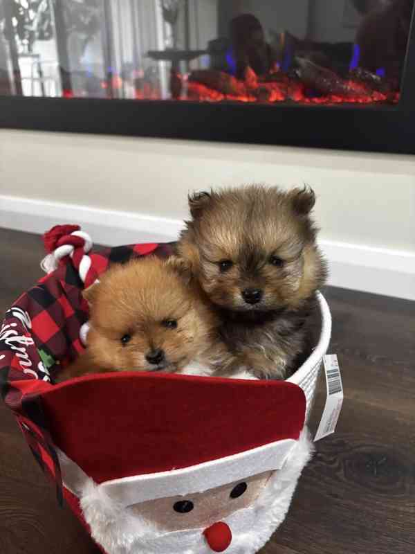 Prodáváme pomeraniana s PP