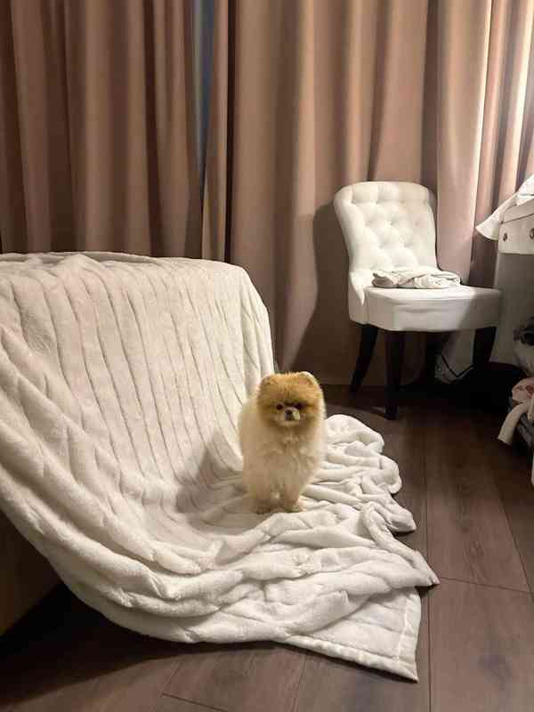 Prodáváme pomeraniana s PP - foto 2