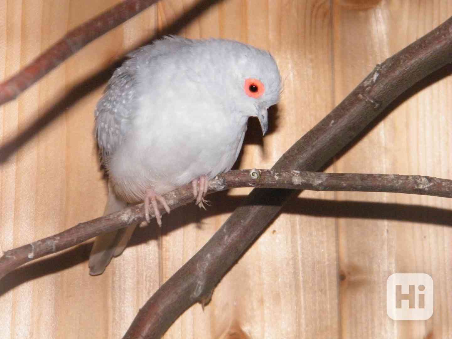Holoubek diamantový - foto 1