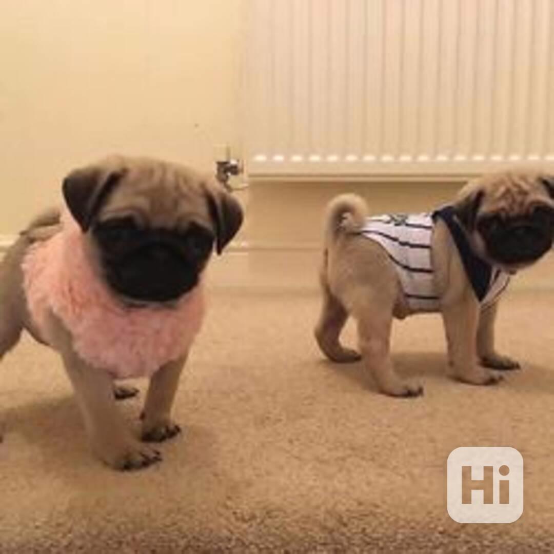Roztomilá štěňátka mopsů k dispozici pro vás - foto 1