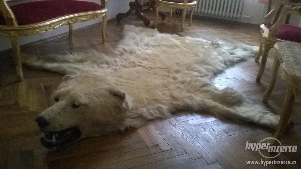 Trofej ledního medvěda - foto 1