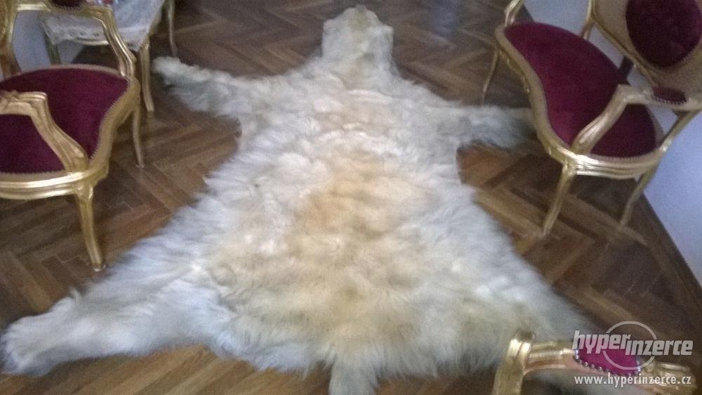 Trofej ledního medvěda - foto 2