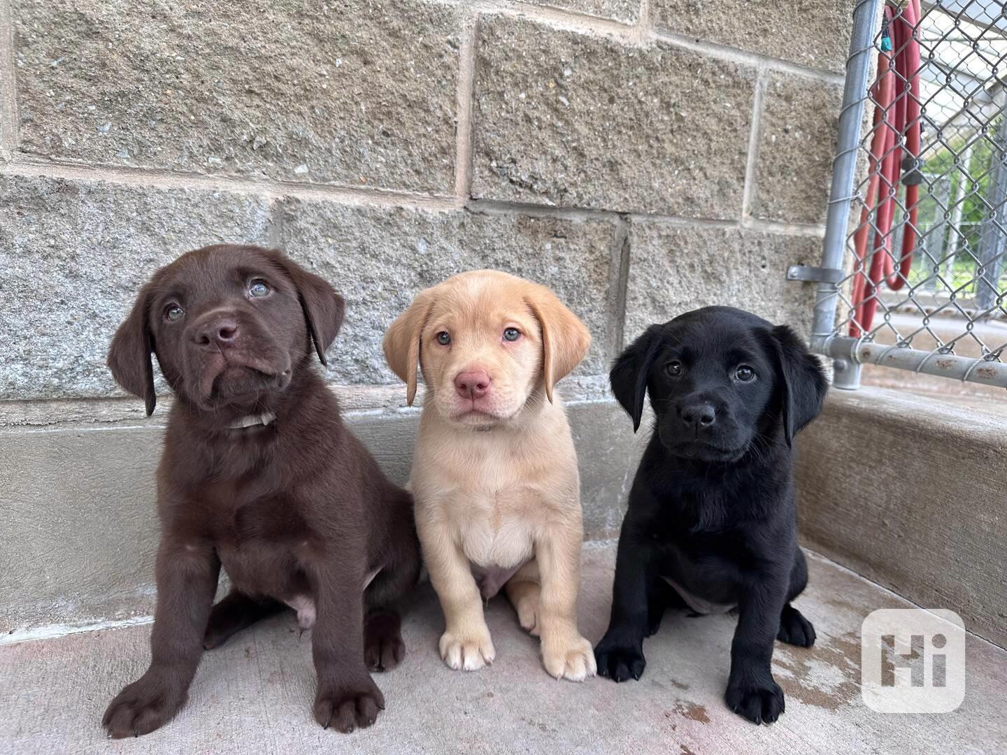 Štěňata labradorského retrívra na prodej - foto 1