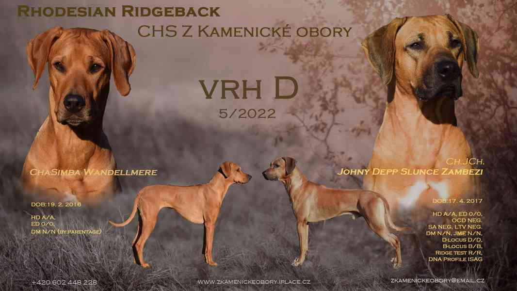 Rhodéský ridgeback - štěňata s PP - foto 3