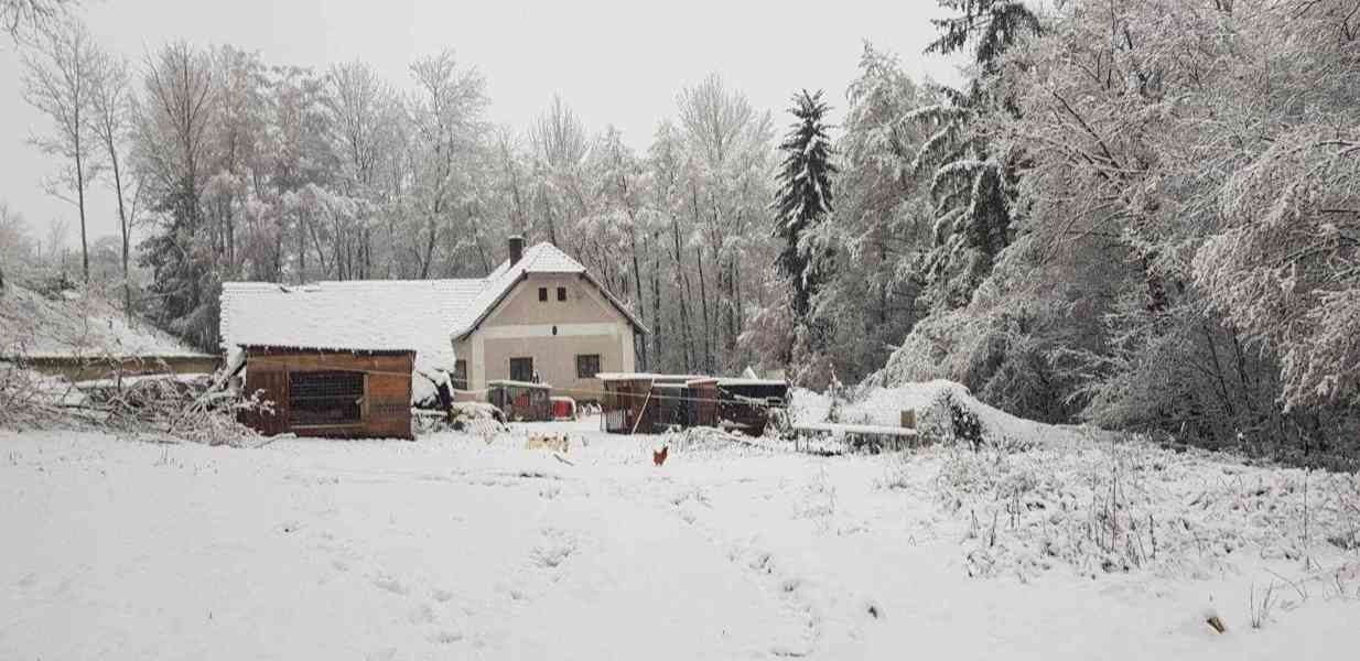 Hlídání výcvik psů lucitrenink - foto 12