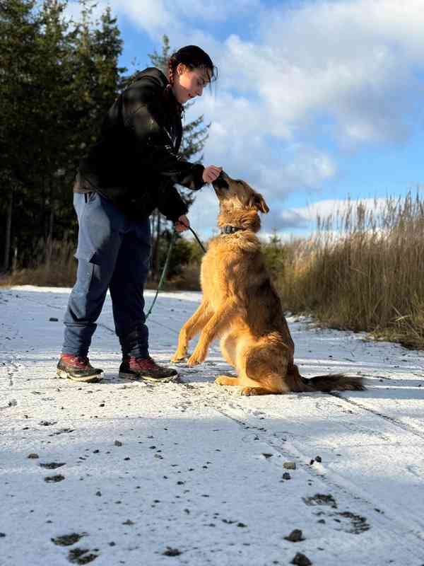 Hlídání výcvik psů lucitrenink - foto 33