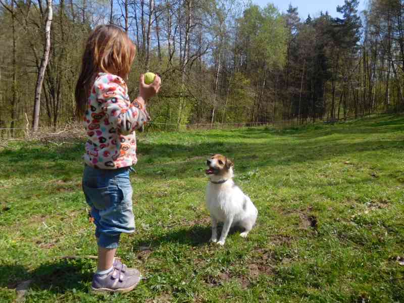 Hlídání výcvik psů lucitrenink - foto 15