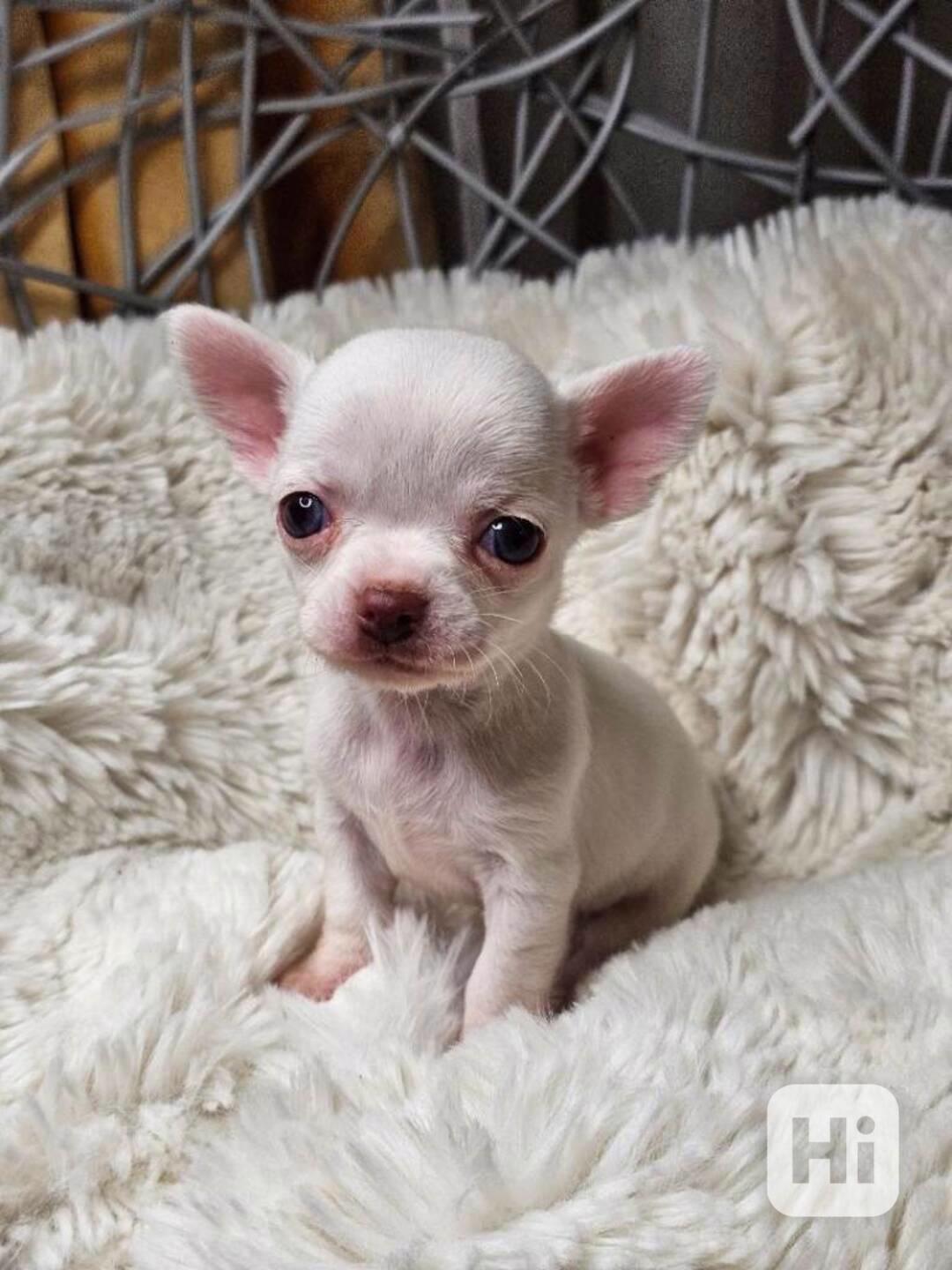 2 štěňata Civavy, pes a fena - foto 1