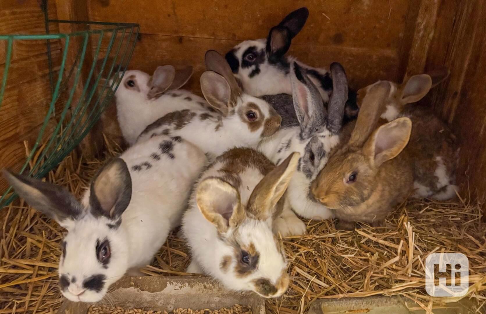Prodej králíků na chov i výkrm - foto 1