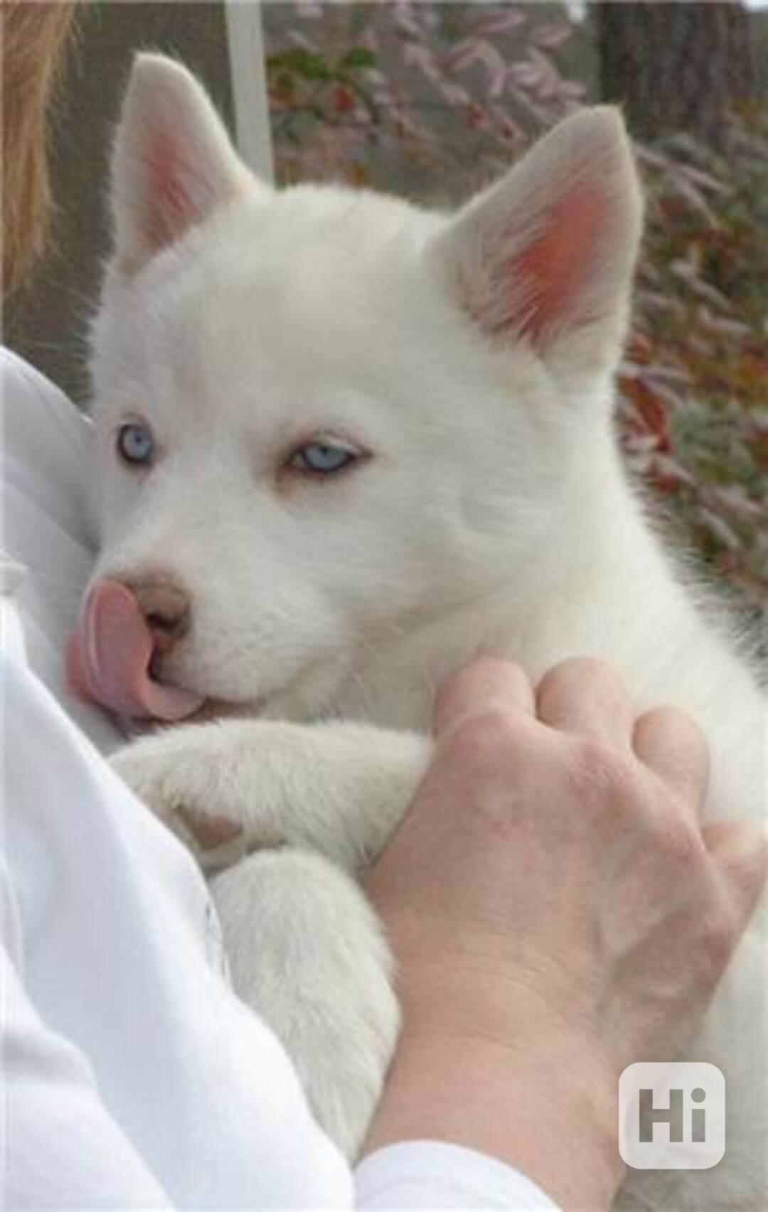 Sibiřští husky štěňata sPP - foto 1