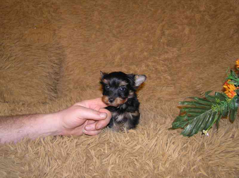 Barevný jorkšír štěňátko pejsek Spaltbiewer F2  - foto 2
