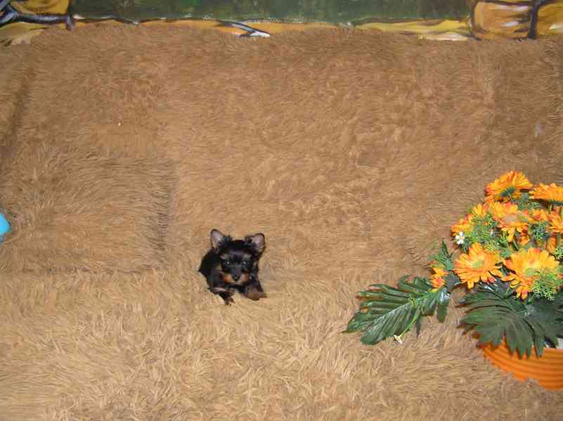 Barevný jorkšír štěňátko pejsek Spaltbiewer F2  - foto 9