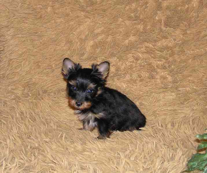 Barevný jorkšír štěňátko pejsek Spaltbiewer F2  - foto 6