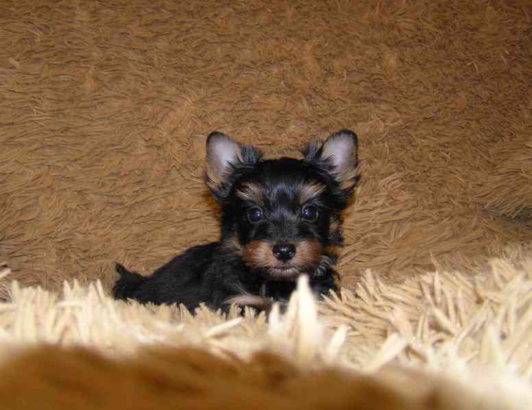 Barevný jorkšír štěňátko pejsek Spaltbiewer F2  - foto 8