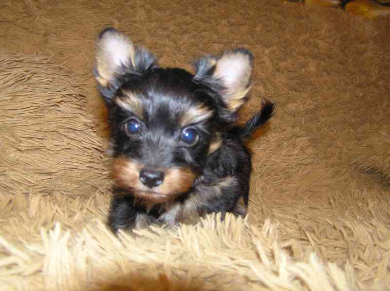 Barevný jorkšír štěňátko pejsek Spaltbiewer F2  - foto 7