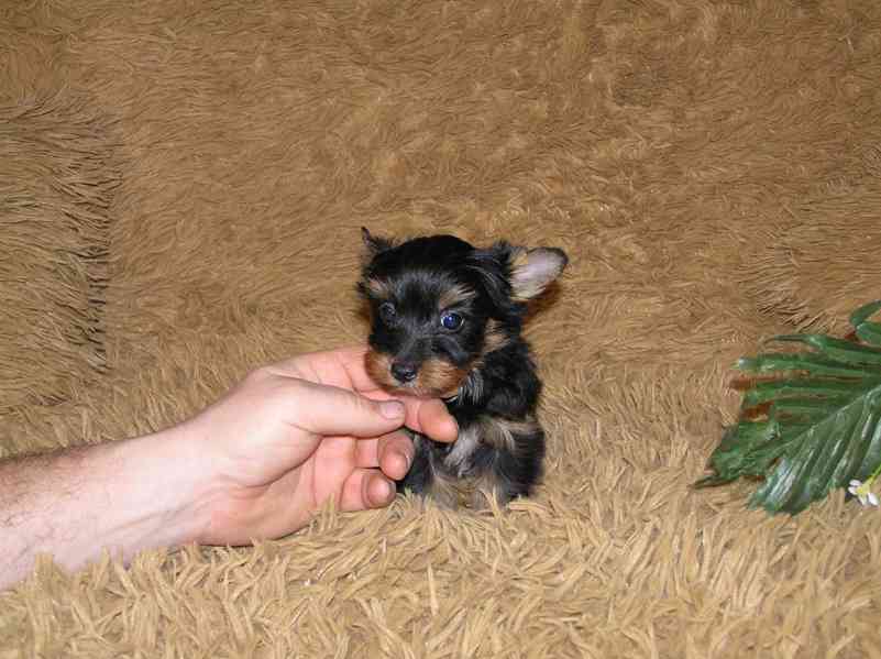 Barevný jorkšír štěňátko pejsek Spaltbiewer F2  - foto 4