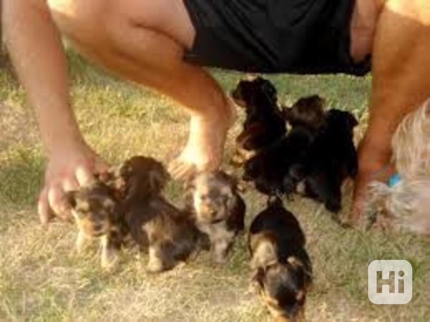Okouzlující štěňata jorkšírského teriéra AKC T-Cup - foto 1