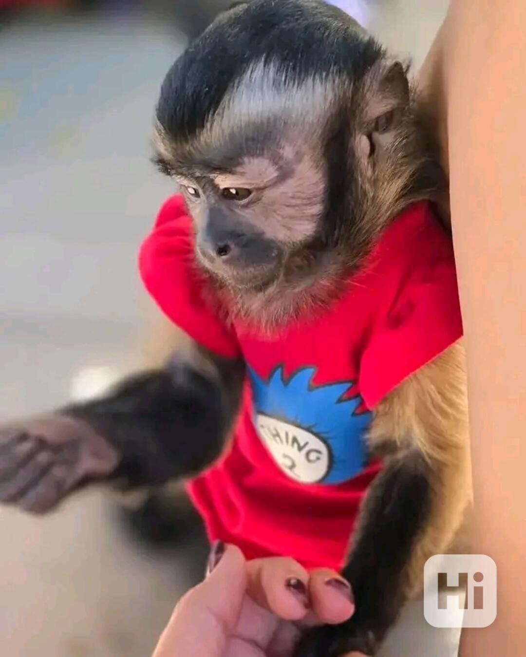  K dispozici kapucínské opice     - foto 1