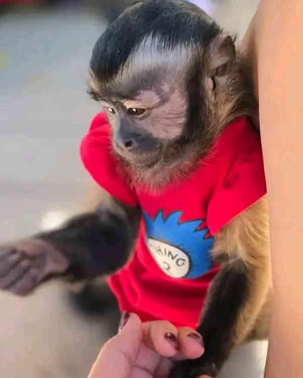  K dispozici kapucínské opice     - foto 1