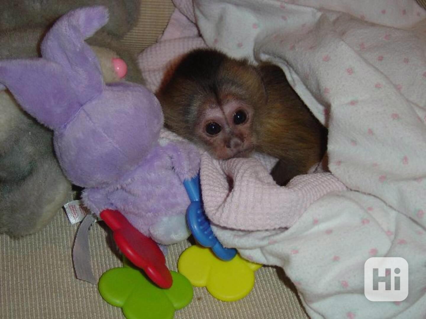 Mládě kapucínské opice z dělnické třídy k adopci - foto 1