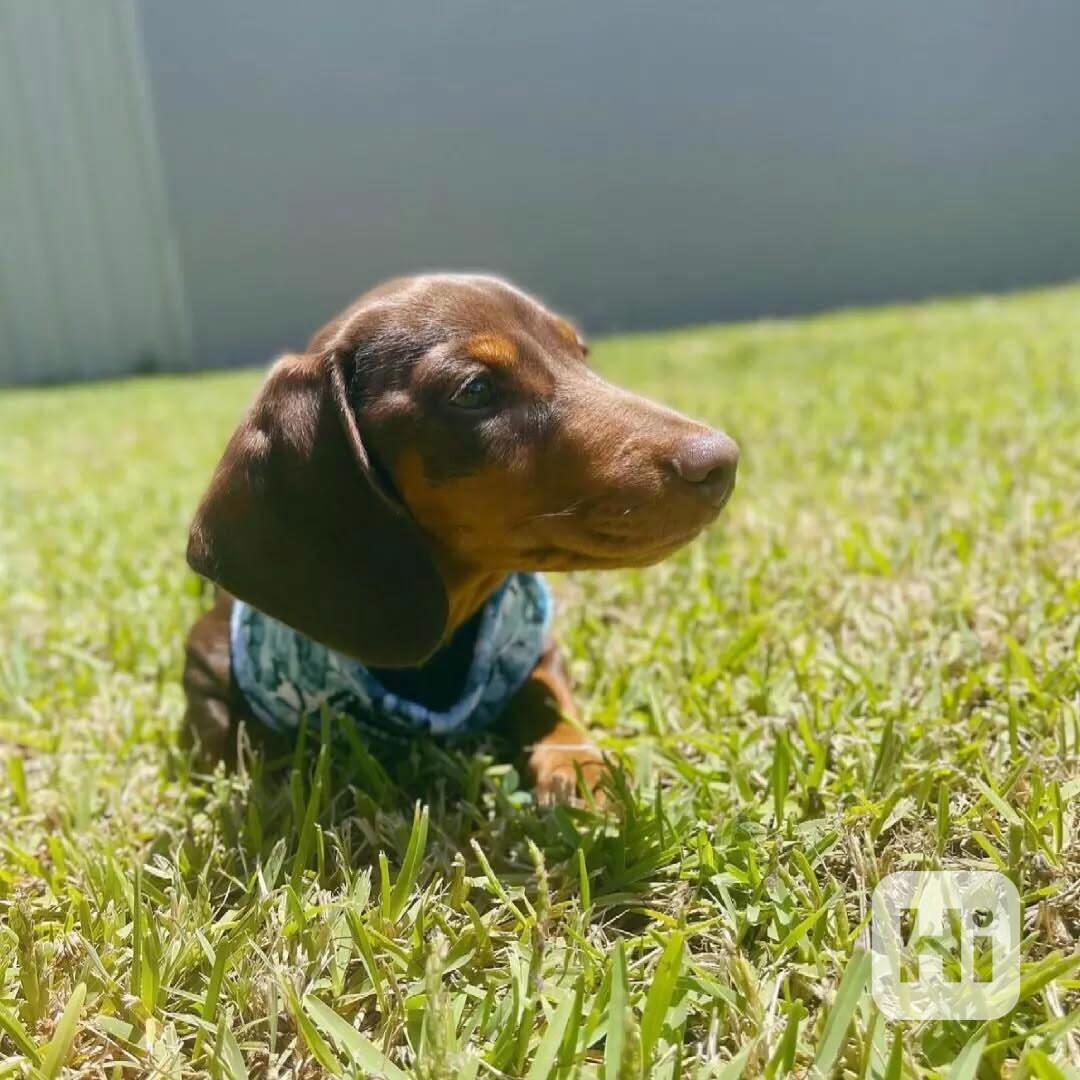 🐾 Roztomilý jezevčík hledá nový domov! 🐾 - foto 1