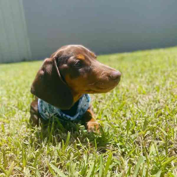 🐾 Roztomilý jezevčík hledá nový domov! 🐾