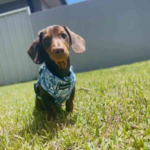 🐾 Roztomilý jezevčík hledá nový domov! 🐾 - foto 2