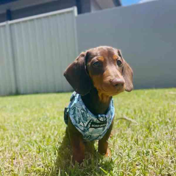 🐾 Roztomilý jezevčík hledá nový domov! 🐾 - foto 4