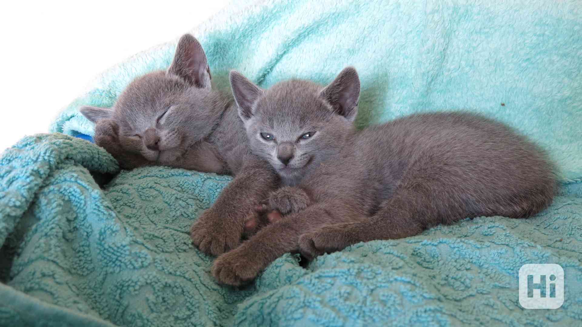 Ruská modrá koťata - foto 1