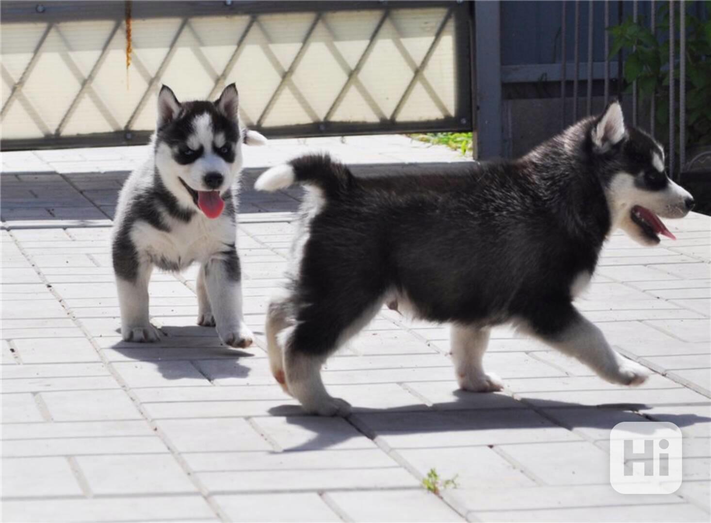 Krásná 4 štěňátka sibiřského huskyho Tomuto štěněti sibiřské - foto 1