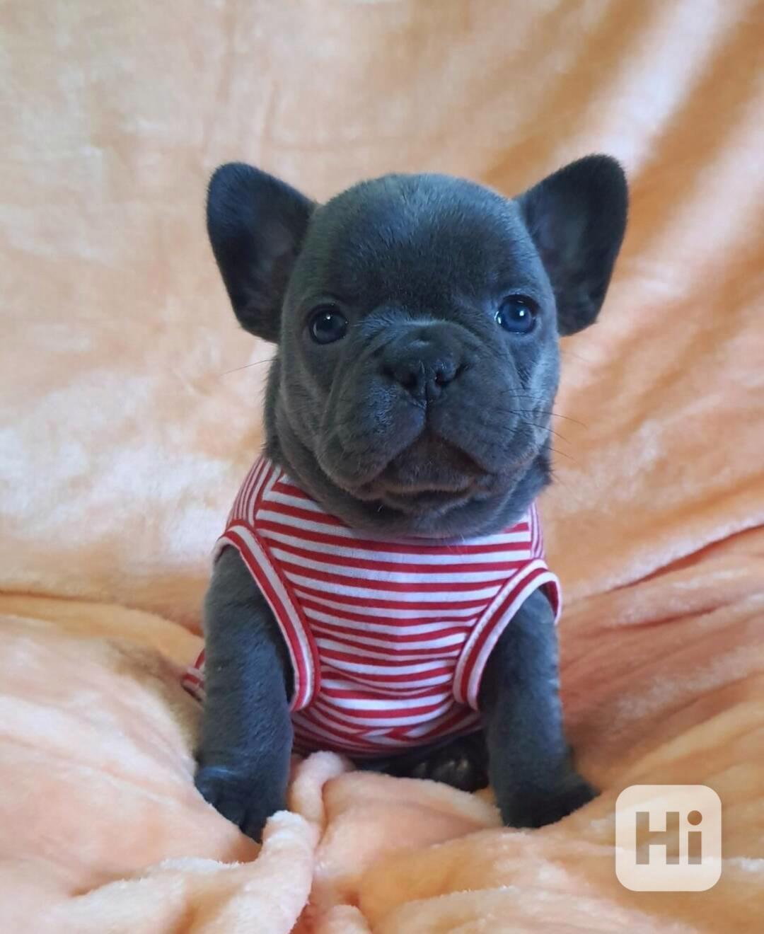 Francouzský buldoček štěňata s pp - foto 1