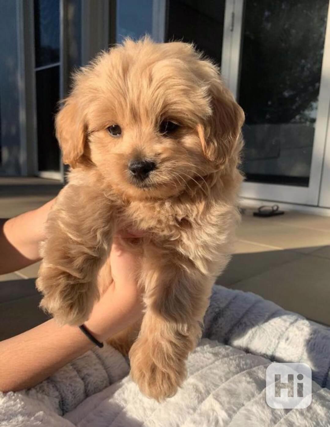 Maltezský psík - štěňátka bez pp - foto 1