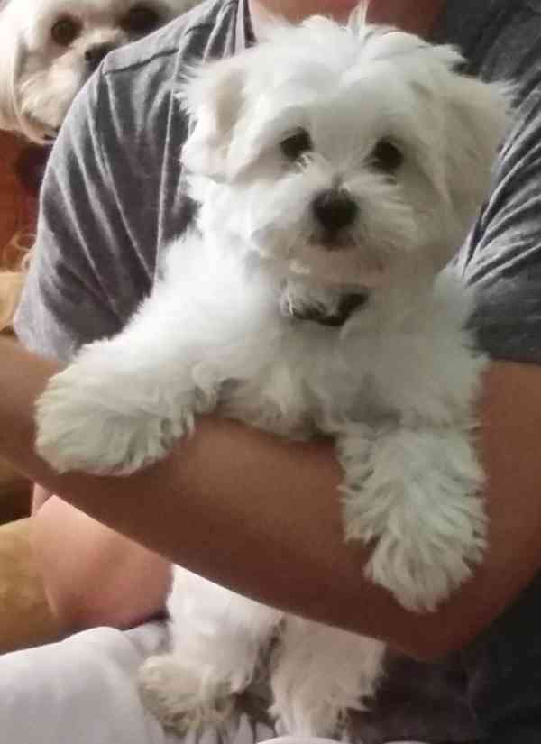 Maltezský psík - štěňátka bez pp - foto 2