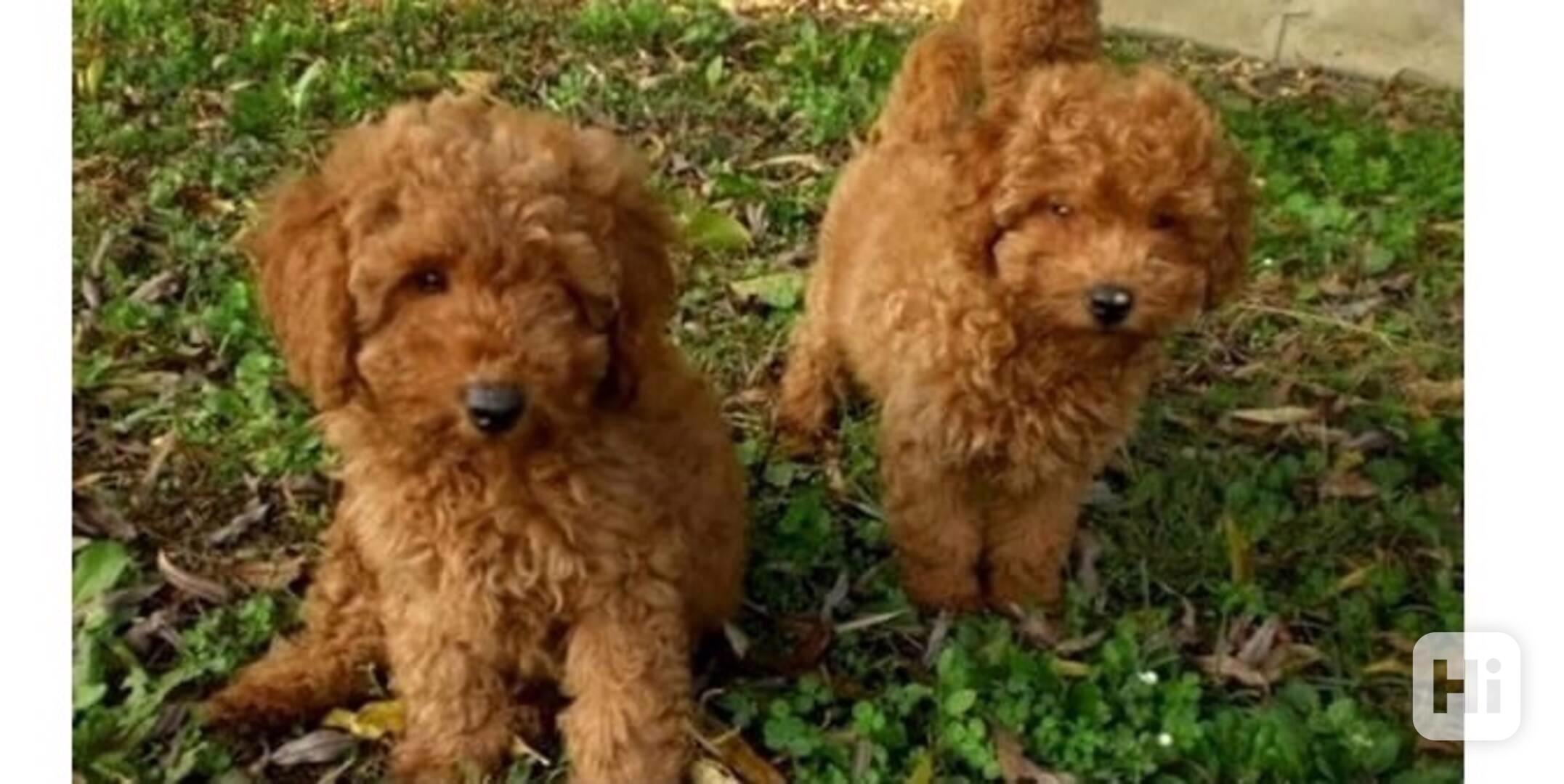 štěňátka pudl k adopci zdarma - foto 1