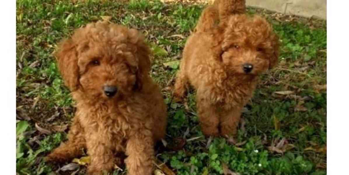 štěňátka pudl k adopci zdarma - foto 1