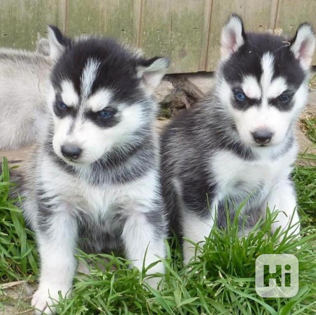krásná štěňátka sibiřského huskyho s pp - foto 1