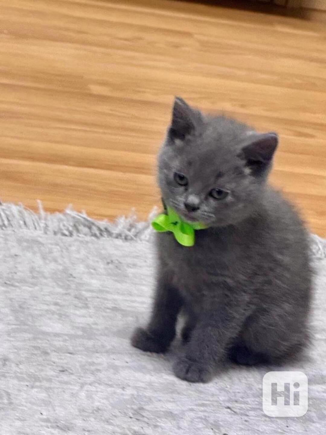 Britská koťata, kočka - foto 1