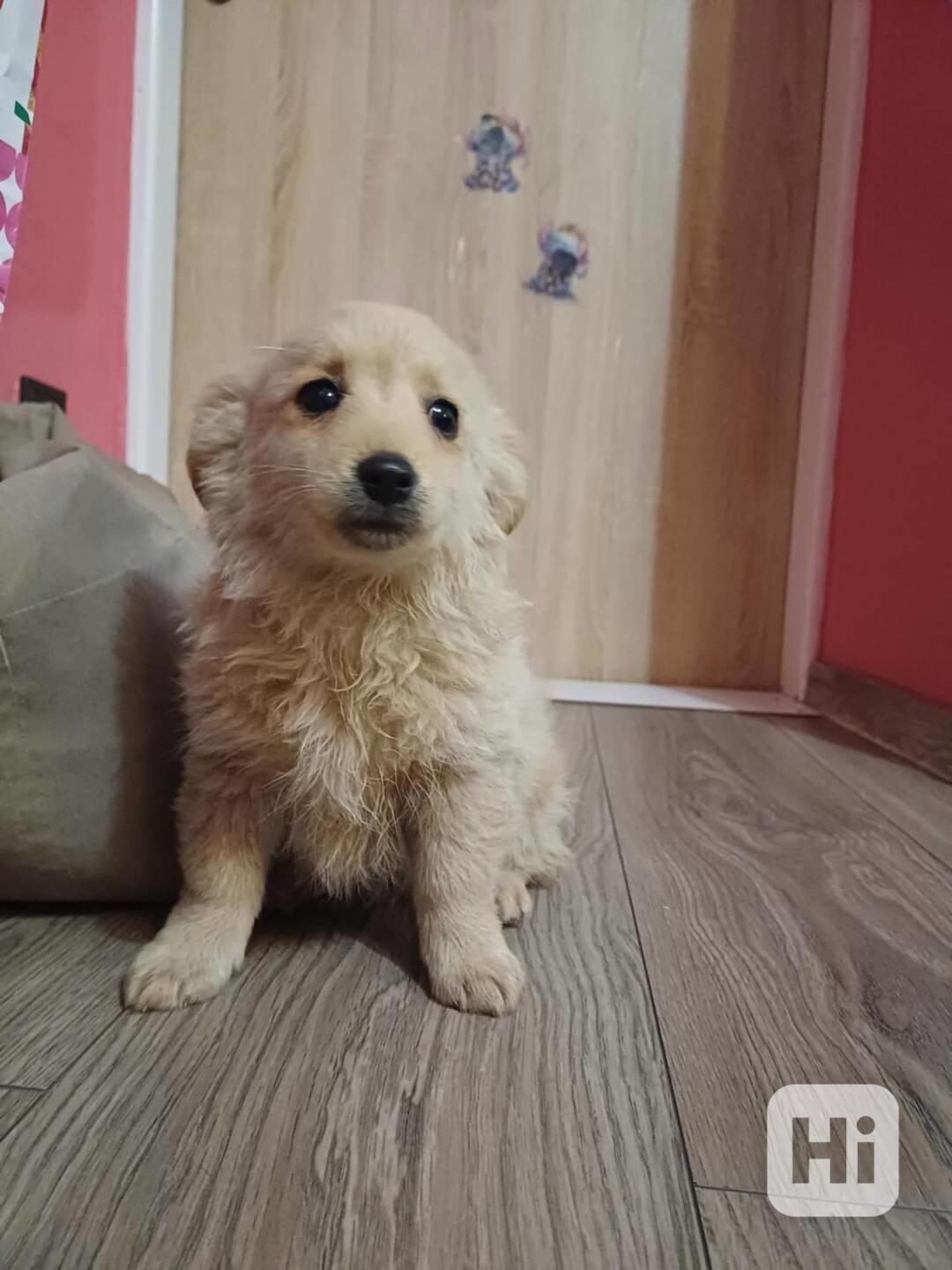 Zlatý retrívr  - foto 1