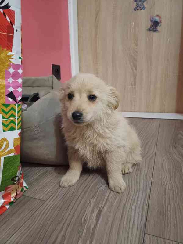 Zlatý retrívr  - foto 4