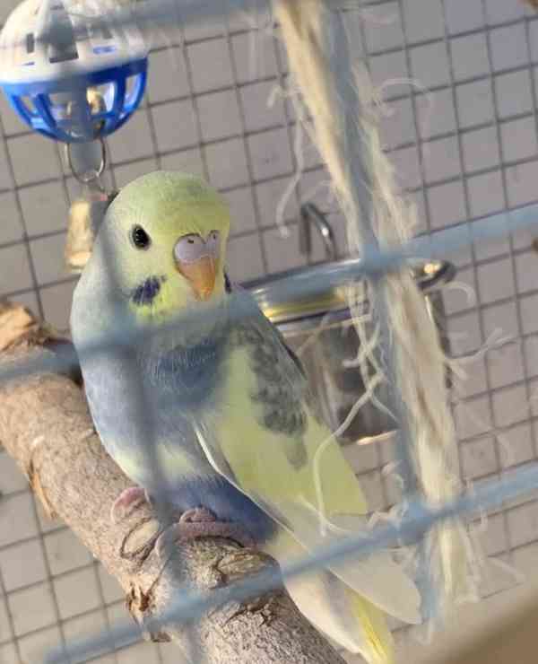 Andulky z domácí voliéry - foto 3
