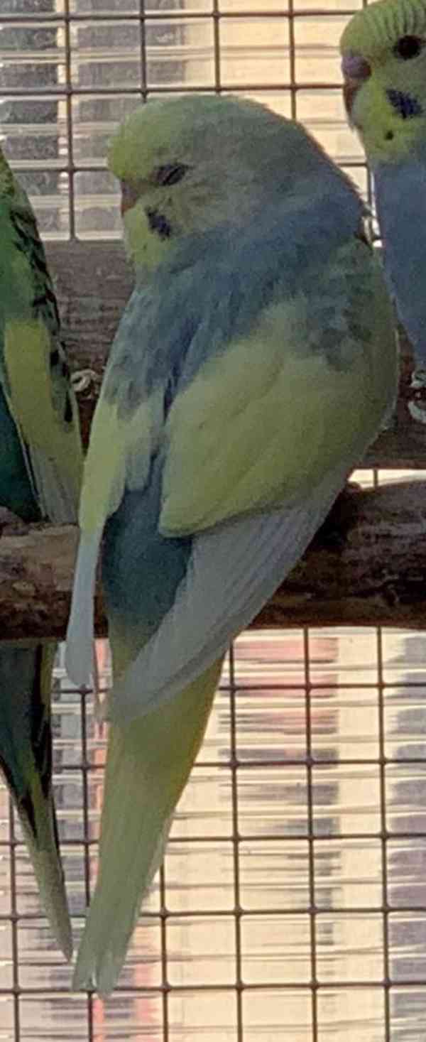 Andulky z domácí voliéry - foto 2