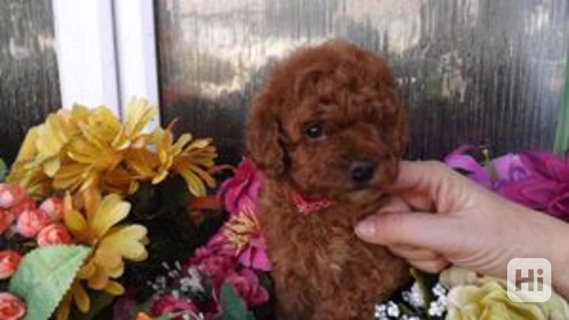 Štěňata toy pudla samec a samice - foto 1