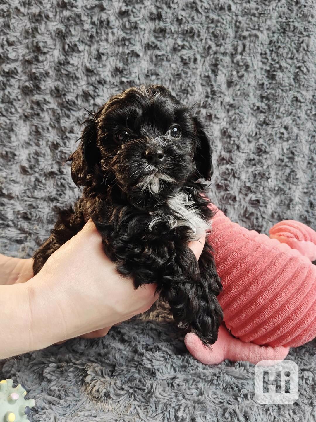 Štěňata ruské barevné bolonky s PP k odběru - foto 1