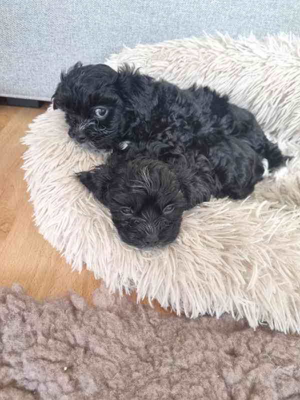 Štěňata ruské barevné bolonky s PP k odběru - foto 10