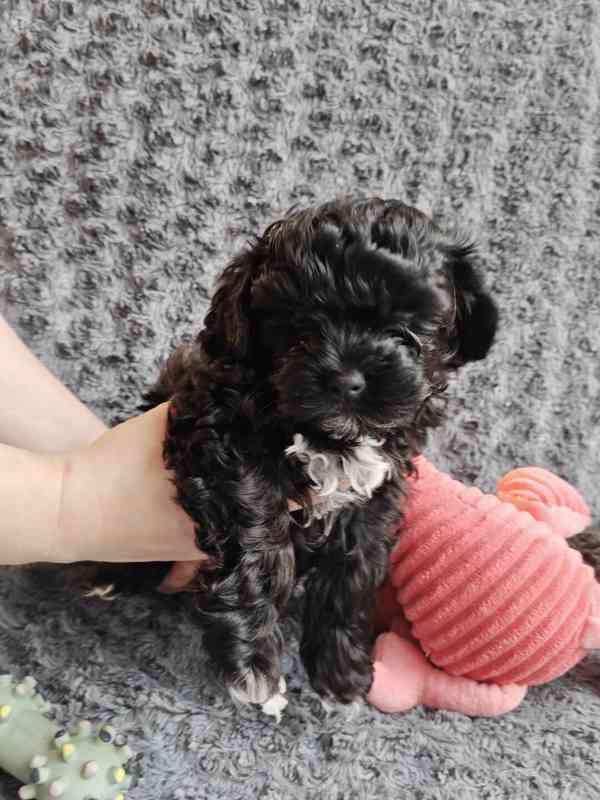 Štěňata ruské barevné bolonky s PP k odběru - foto 6