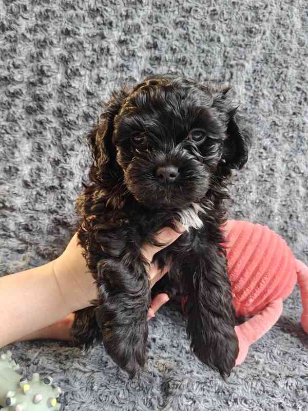 Štěňata ruské barevné bolonky s PP k odběru - foto 3