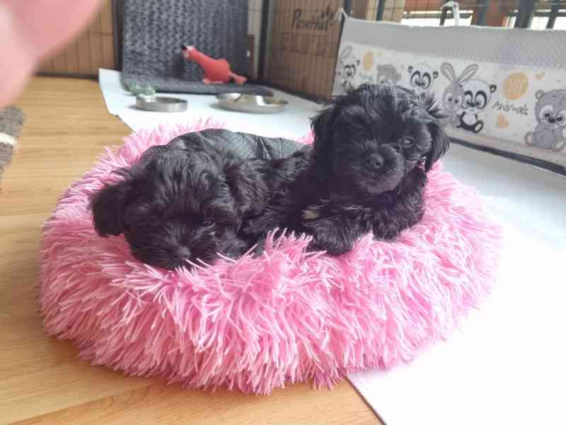 Štěňata ruské barevné bolonky s PP k odběru - foto 9