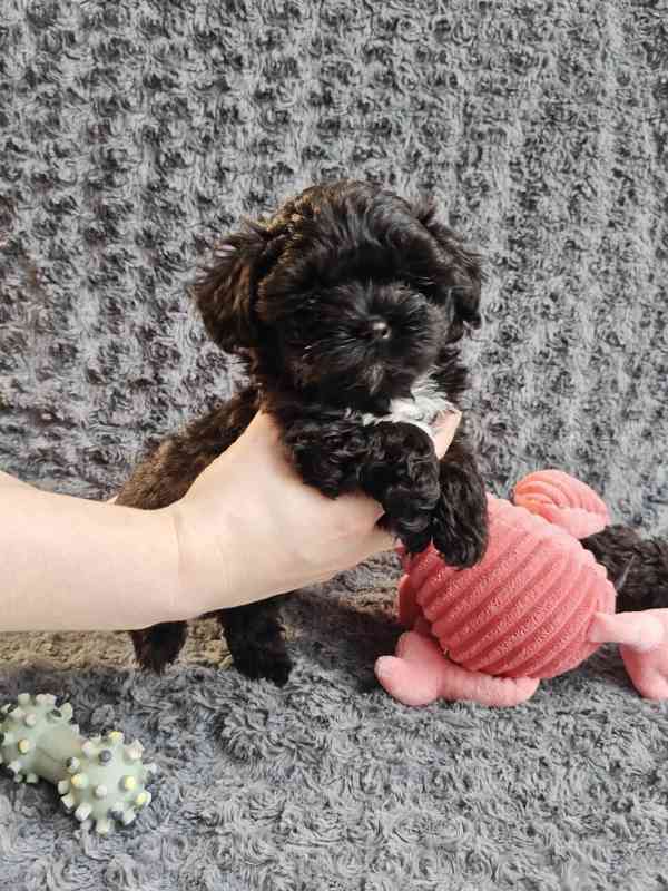 Štěňata ruské barevné bolonky s PP k odběru - foto 7