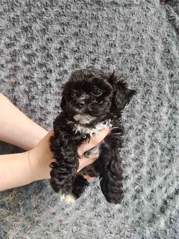 Štěňata ruské barevné bolonky s PP k odběru - foto 8